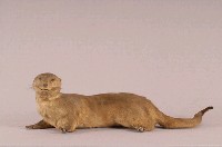 水獺藏品圖，第5張